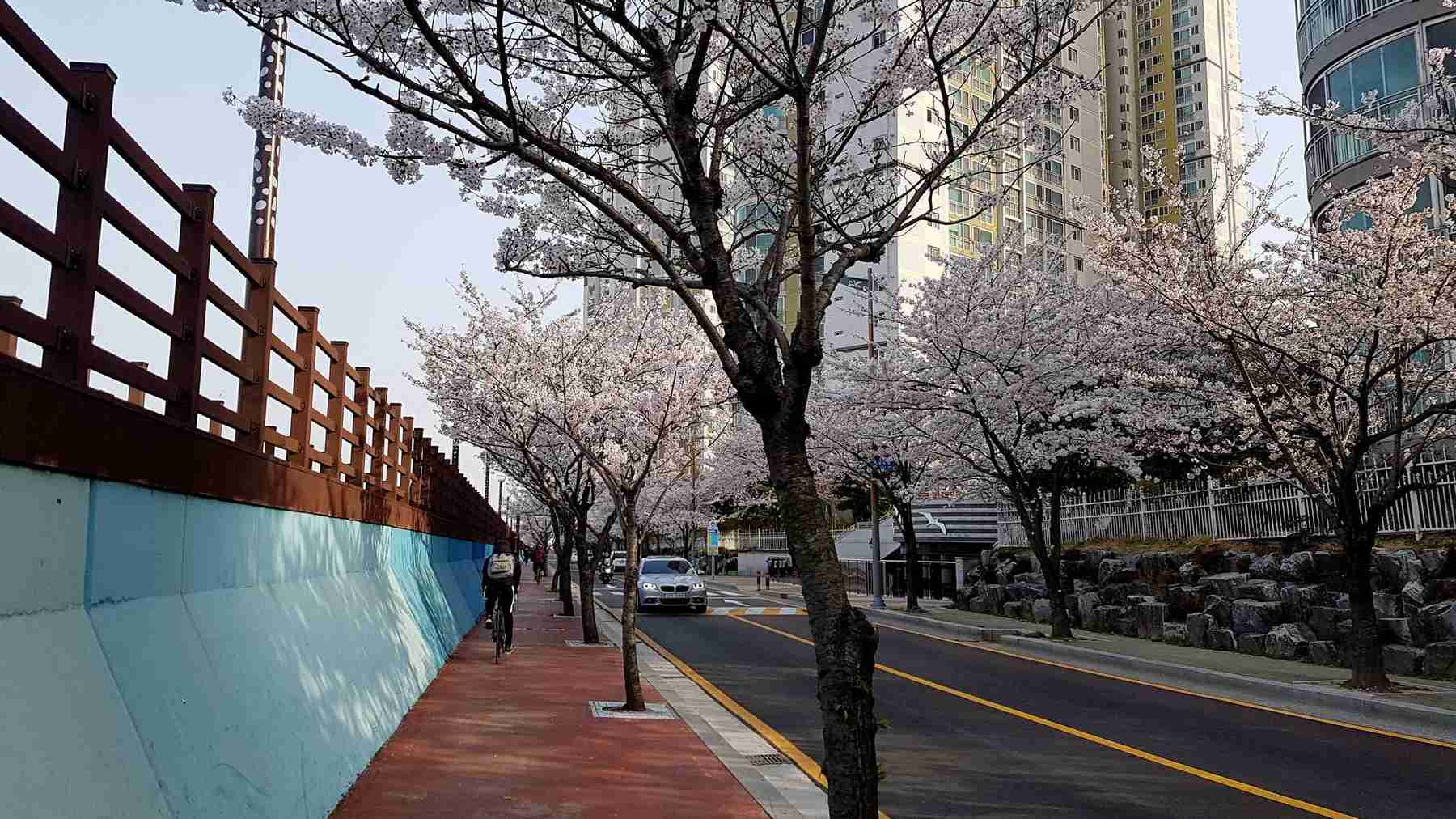 Busan-Haundae-Bike-Path-Spring-Time-1