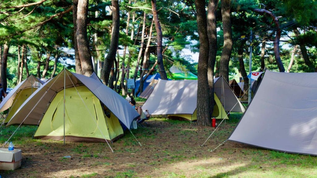 Tents nestled under pine trees with tarps for added protection at the Okgye Beach Camping Site, offering a serene outdoor retreat.