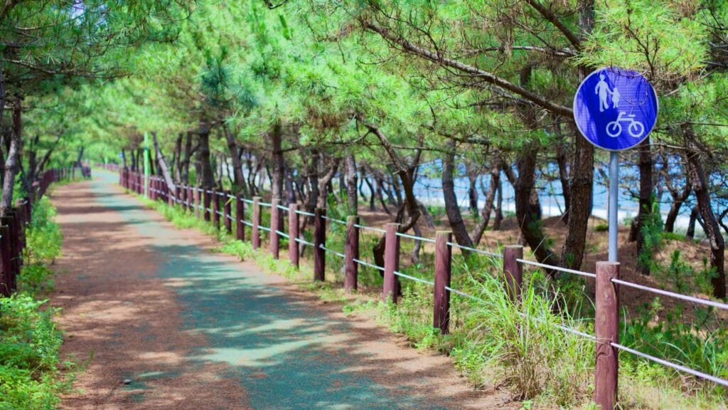 A serene bike and walking path under the shade of green pine trees near Gyeongpo Beach, illuminated by sunlight, with pine needles scattered along the path.