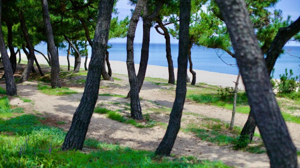 Pine trees overlooking the grassy grounds and sandy shores of Songjeong Beach, with the blue East Sea stretching to the horizon.
