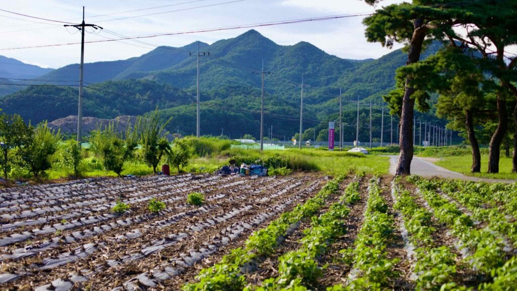 A small farm field near Okgye Beach, with green-blanketed mountains rising in the background and a road lined with electric poles in between.