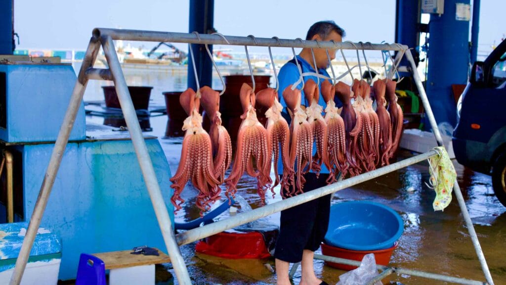 A fisherman prepares freshly caught red octopus for sale at the local market on a bright summer day at Daejin Port.