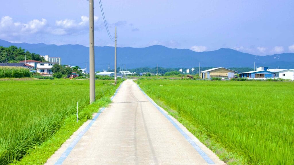 A rice field unfolds near Gajin Port, flanked by electric poles beside a bike path marked by blue lines, with majestic mountains rising in the background.