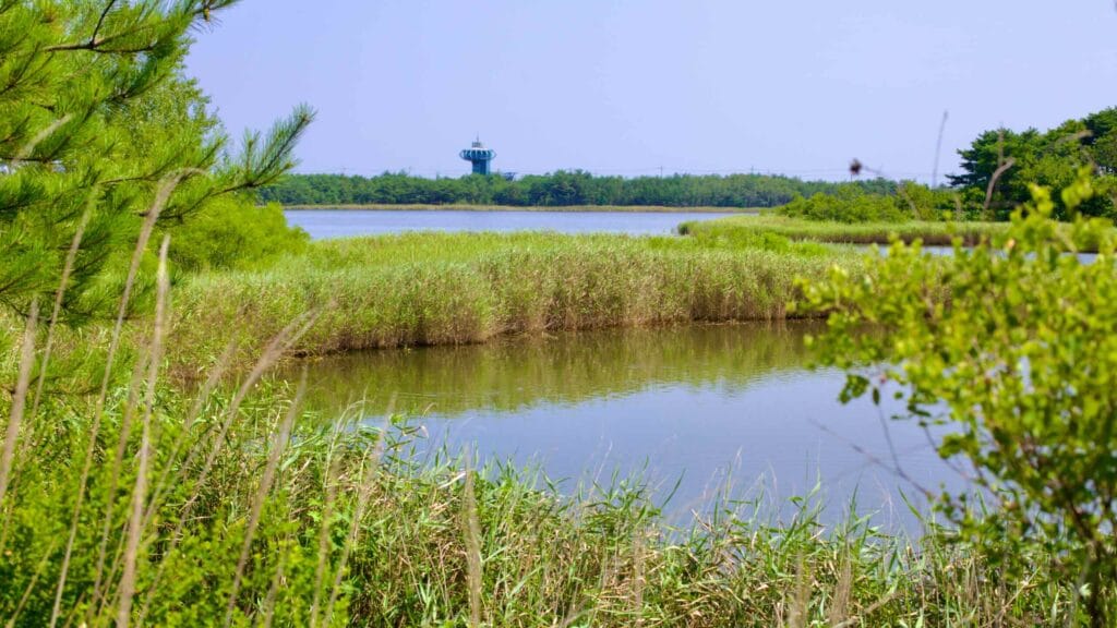Overlooking Songji Lake, lush reeds and tall grass frame the tranquil waters, with the Songjiho Migratory Bird Network Tower visible.