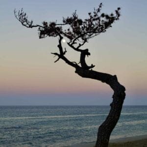 A moon hangs in a tree on Baekseok Beach (백석해변) in Yeongdeok County.