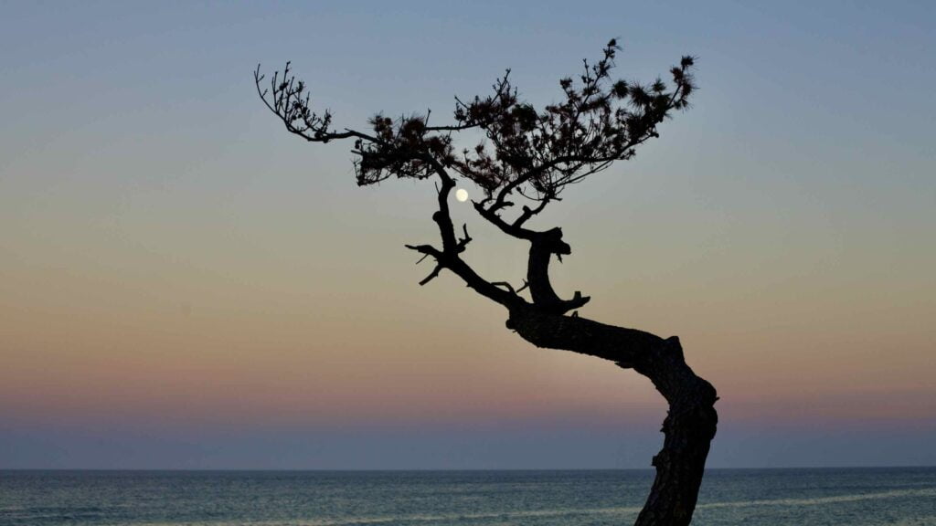 A moon hangs in a tree on Baekseok Beach (백석해변) in Yeongdeok County.