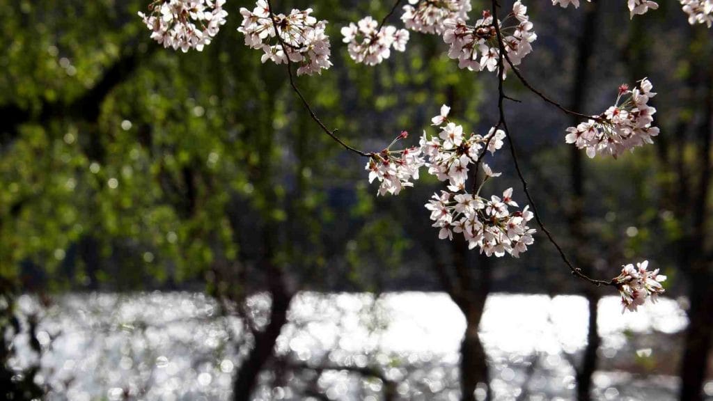Springtime cherry blossom in full bloom in South Korea.