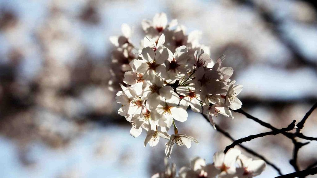 Springtime cherry blossom in full bloom in South Korea.