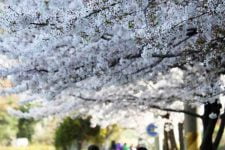 Springtime cherry blossom in full bloom in South Korea.