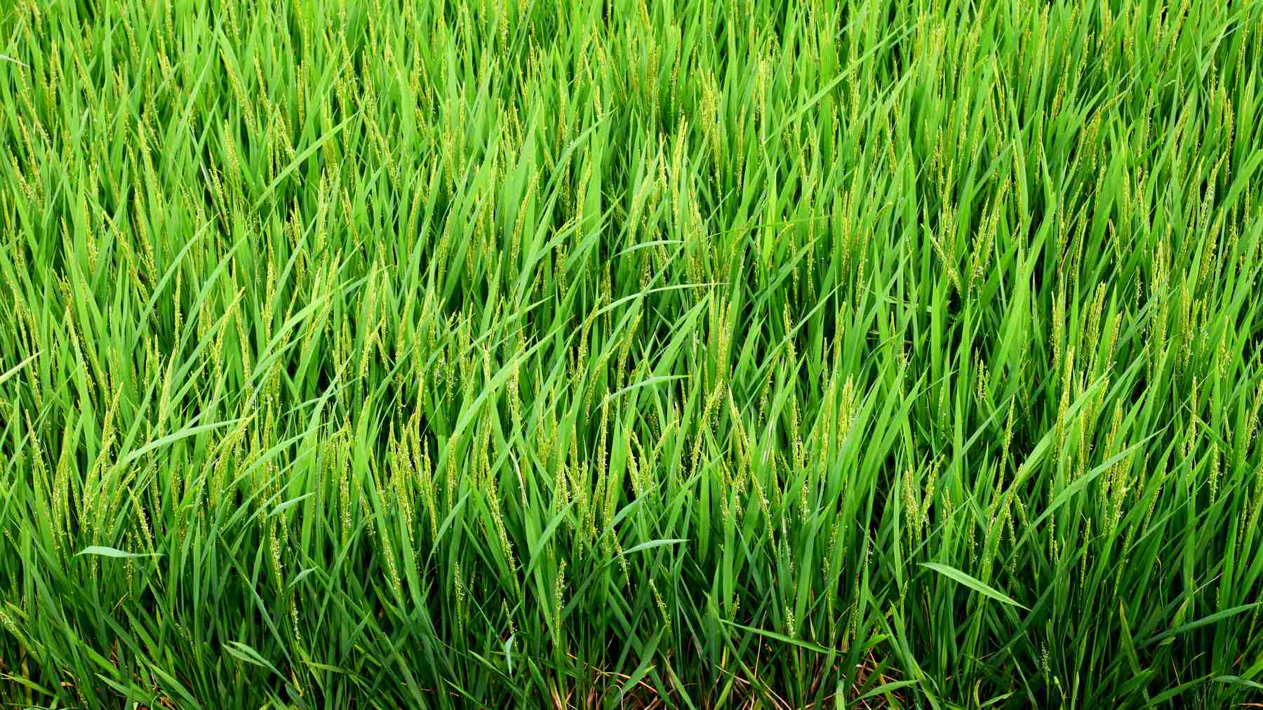 A field of rice along the Nakdonggang Bike Path near Yecheon County, South Korea.