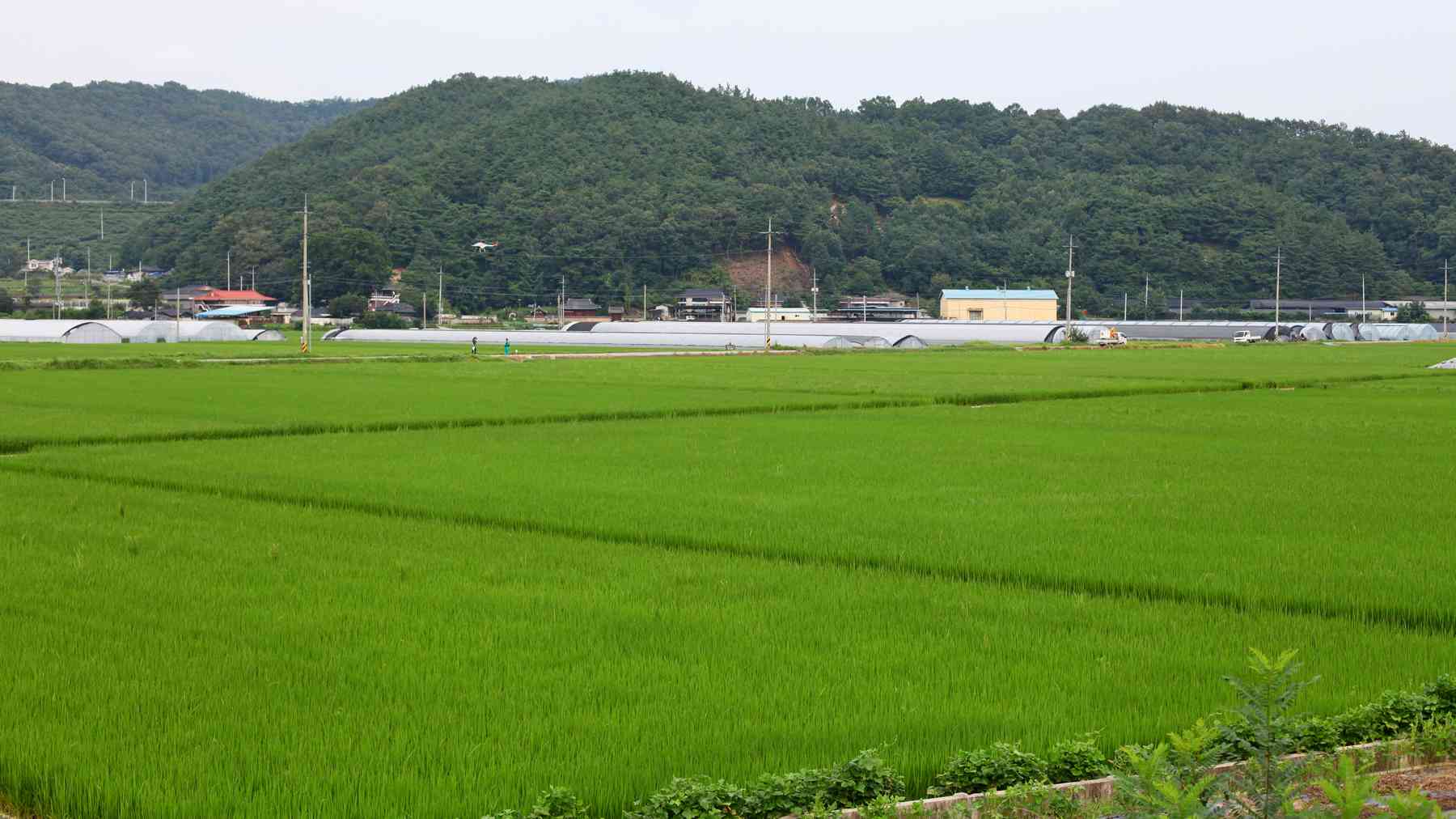 A picture of the Nakdonggang Bike Path (낙동강자전거길) between Andong and Sangju Cities along the Nakdong River in South Korea.