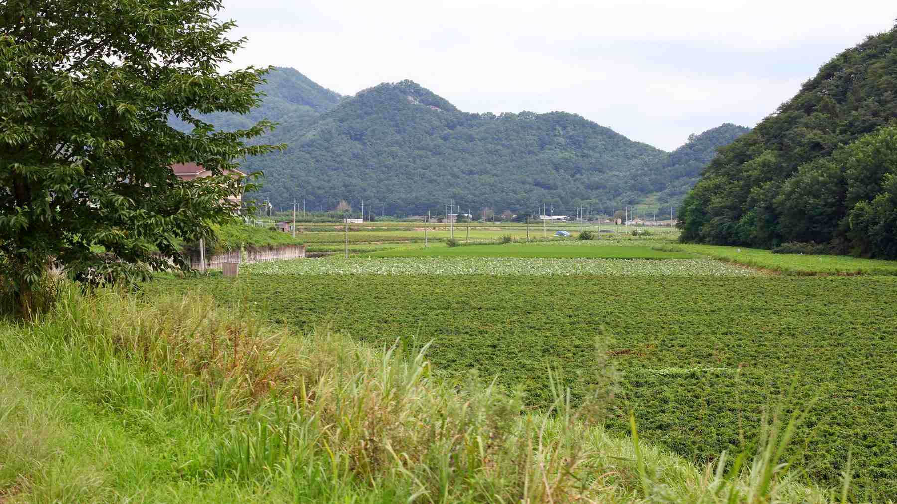 A picture of the Nakdonggang Bike Path (낙동강자전거길) between Andong and Sangju Cities along the Nakdong River in South Korea.