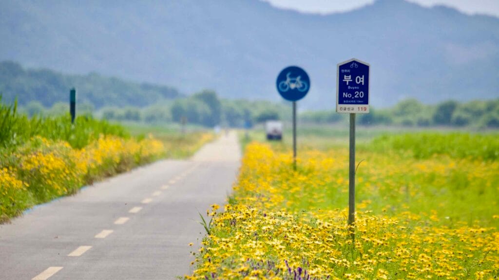 A cycling route lined with vibrant yellow wildflowers in Buyeo county.