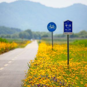A cycling route lined with vibrant yellow wildflowers in Buyeo county.