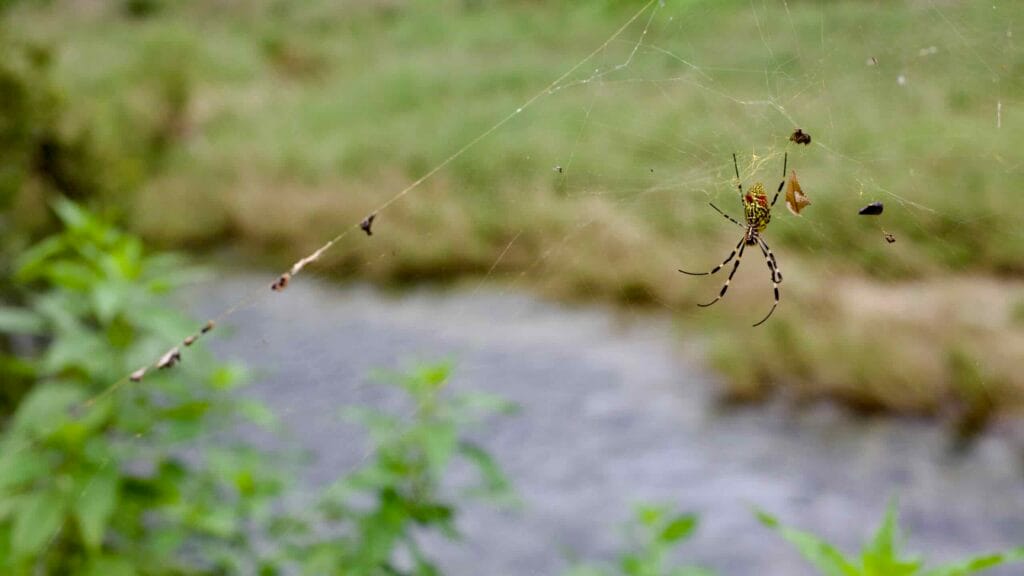 A spider weaves its intricate web along the banks of Ssang Stream.