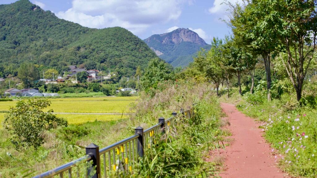 Red-paved Yeongsangang Bike Path runs alongside rice fields with Jeonggak Mountain.