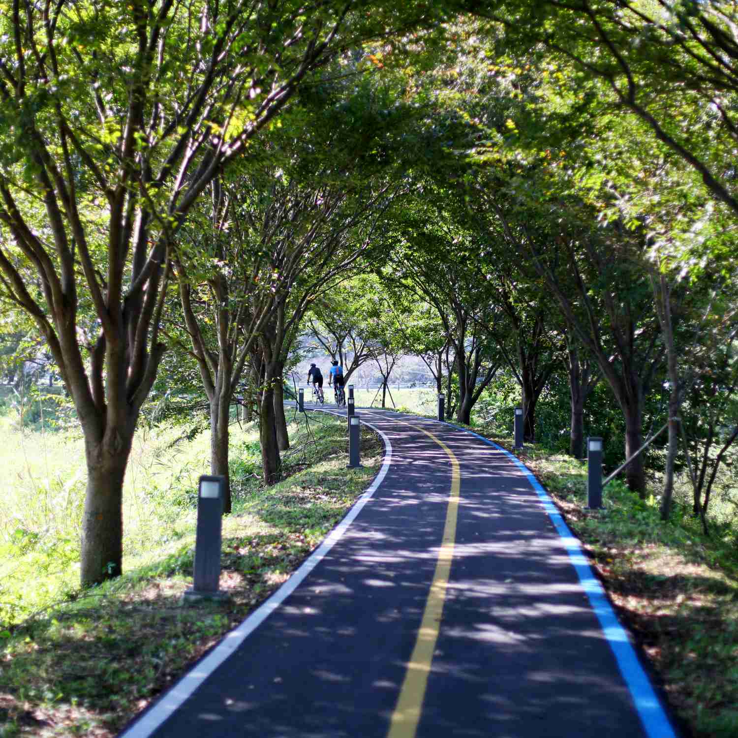Yeongsangang Bike Path - Gwangju Mokpo - Bike Path Tree Canopy Naju