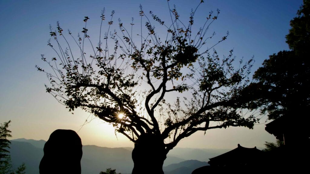 The setting sun peeks through the branches of a lone tree at Saseongam Hermitage.