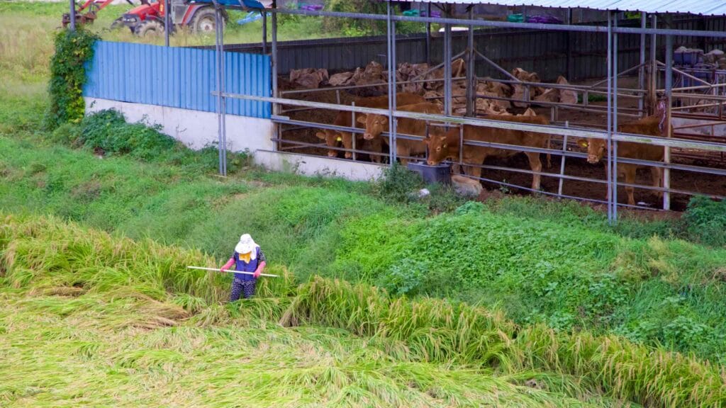 sustainable farming