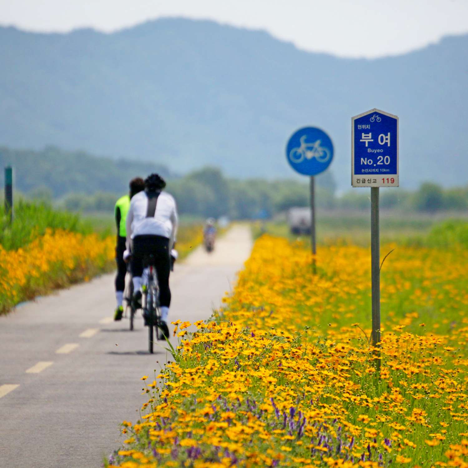 Cyclists ride along a dedicated bike path lined with yellow wildflowers in Buyeo County.