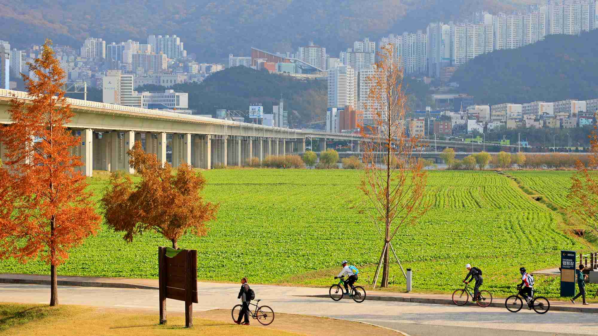 A picture of the Nakdonggang Bike Path (낙동강자전거길) in Busan City along the west side of the Nakdong River in South Korea.