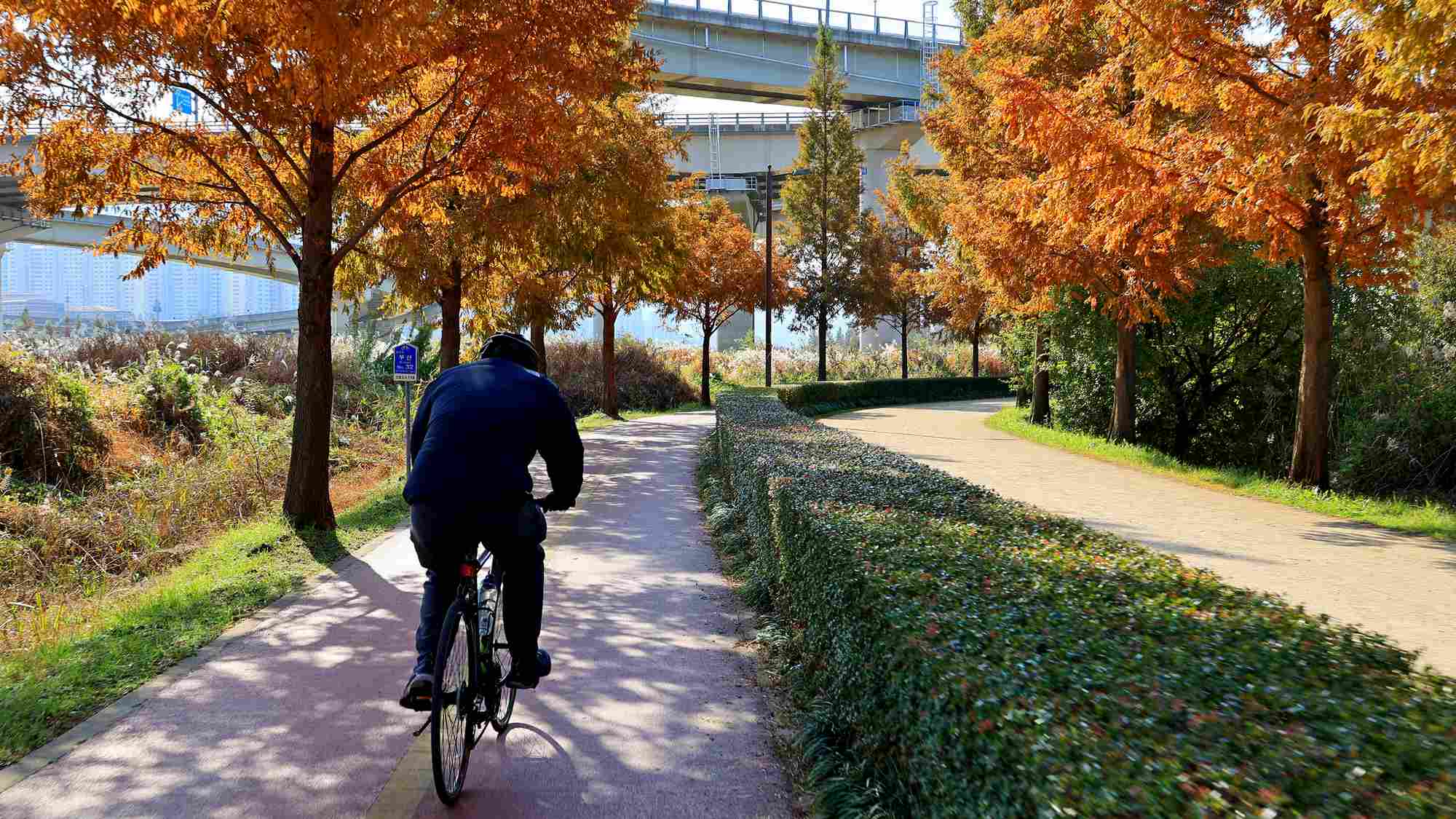 A picture of the Nakdonggang Bike Path (낙동강자전거길) along the Nakdong River in South Korea.