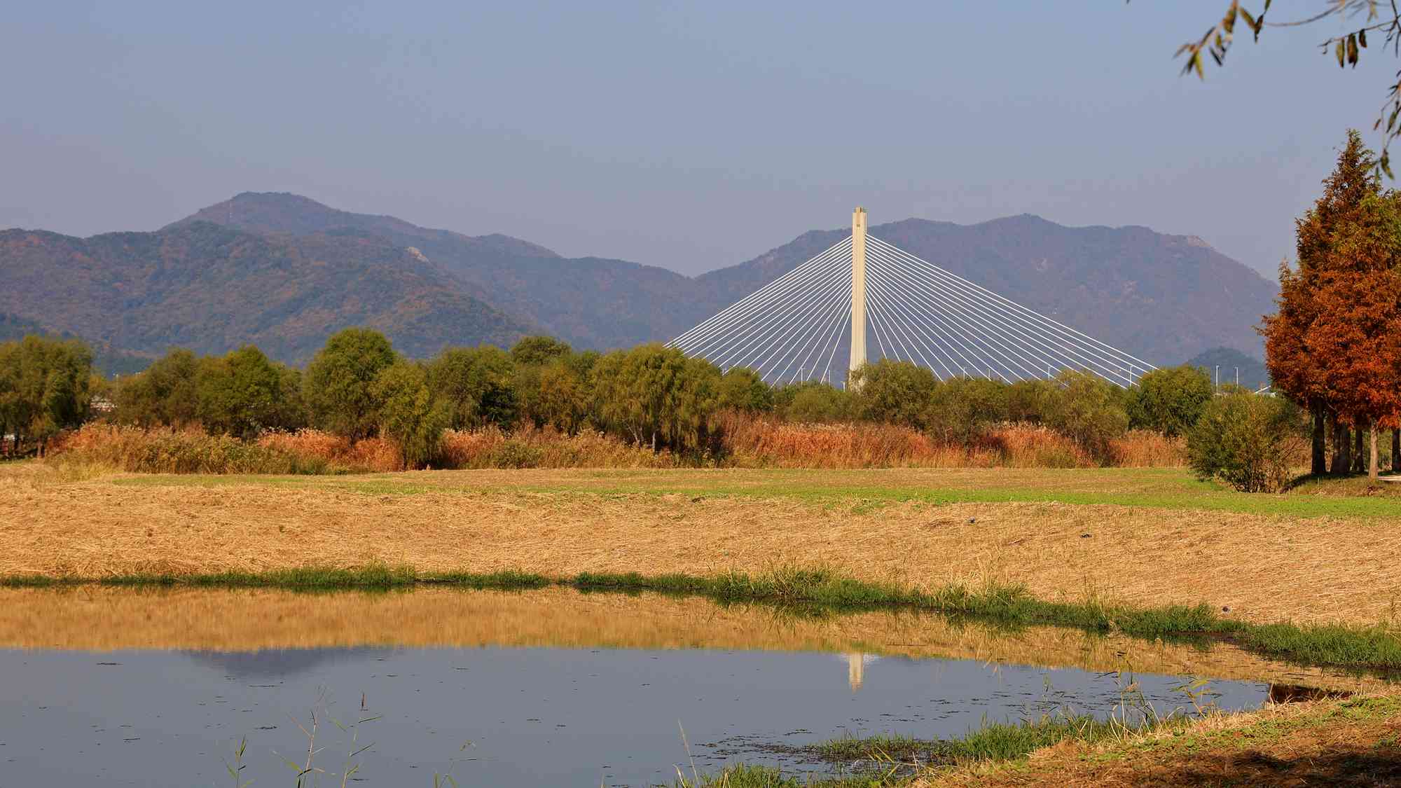 A picture of a protected marsh in Busan’s Hwamyeong Ecological Park.
