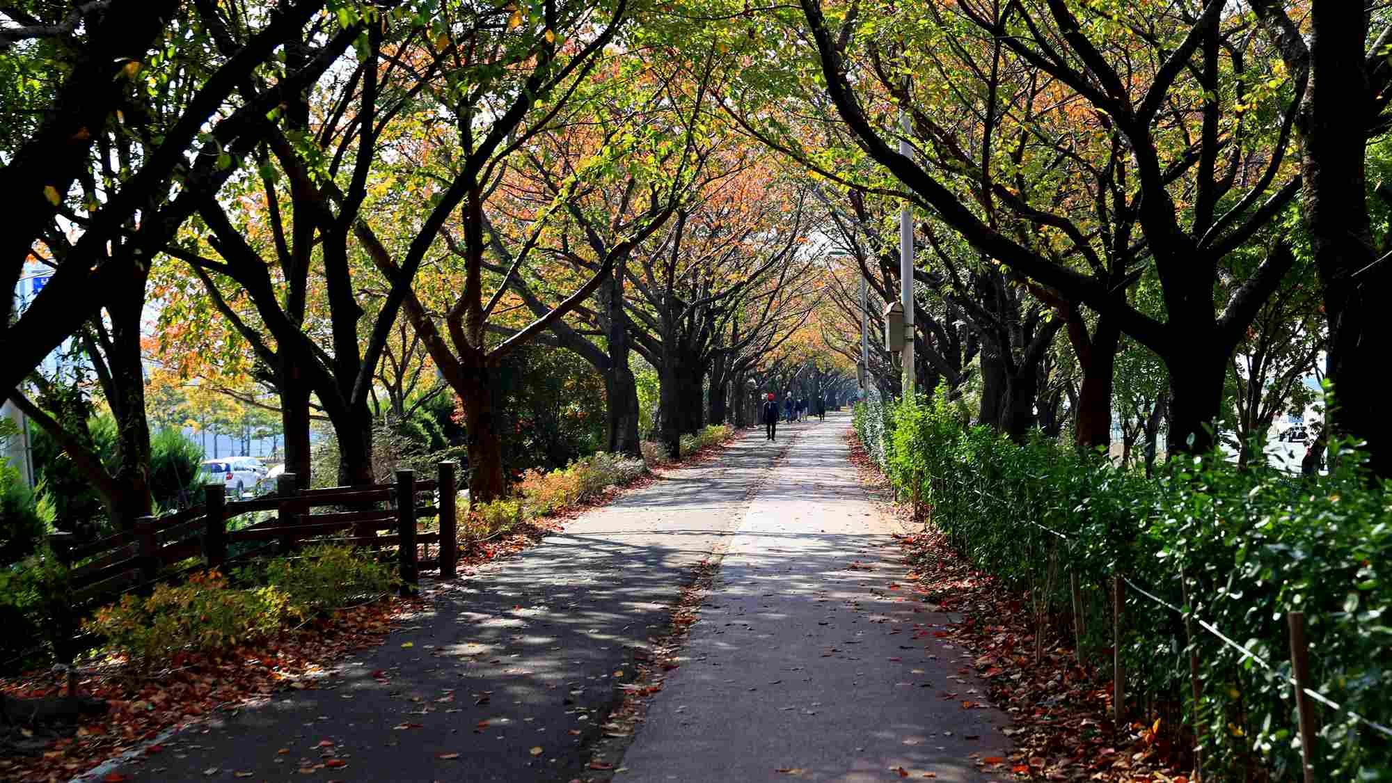 A picture of the Nakdonggang Bike Path crossing Samnak Ecological Park (삼락생태공원) along an embankment between Gangbyeon and Nakdong Roads in Busan, South Korea.