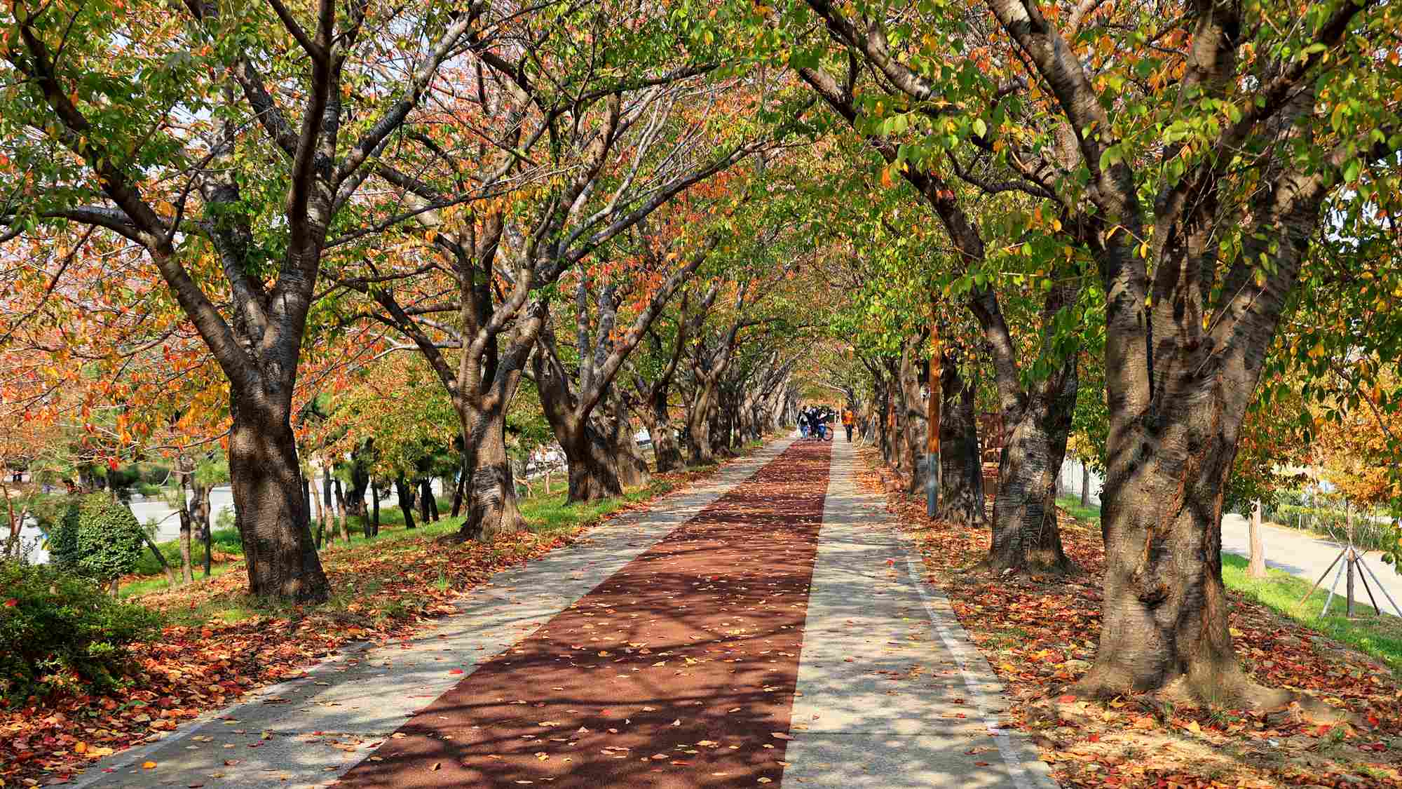 A picture of the Nakdonggang Bike Path (낙동강자전거길) in Busan City along the west side of the Nakdong River in South Korea.