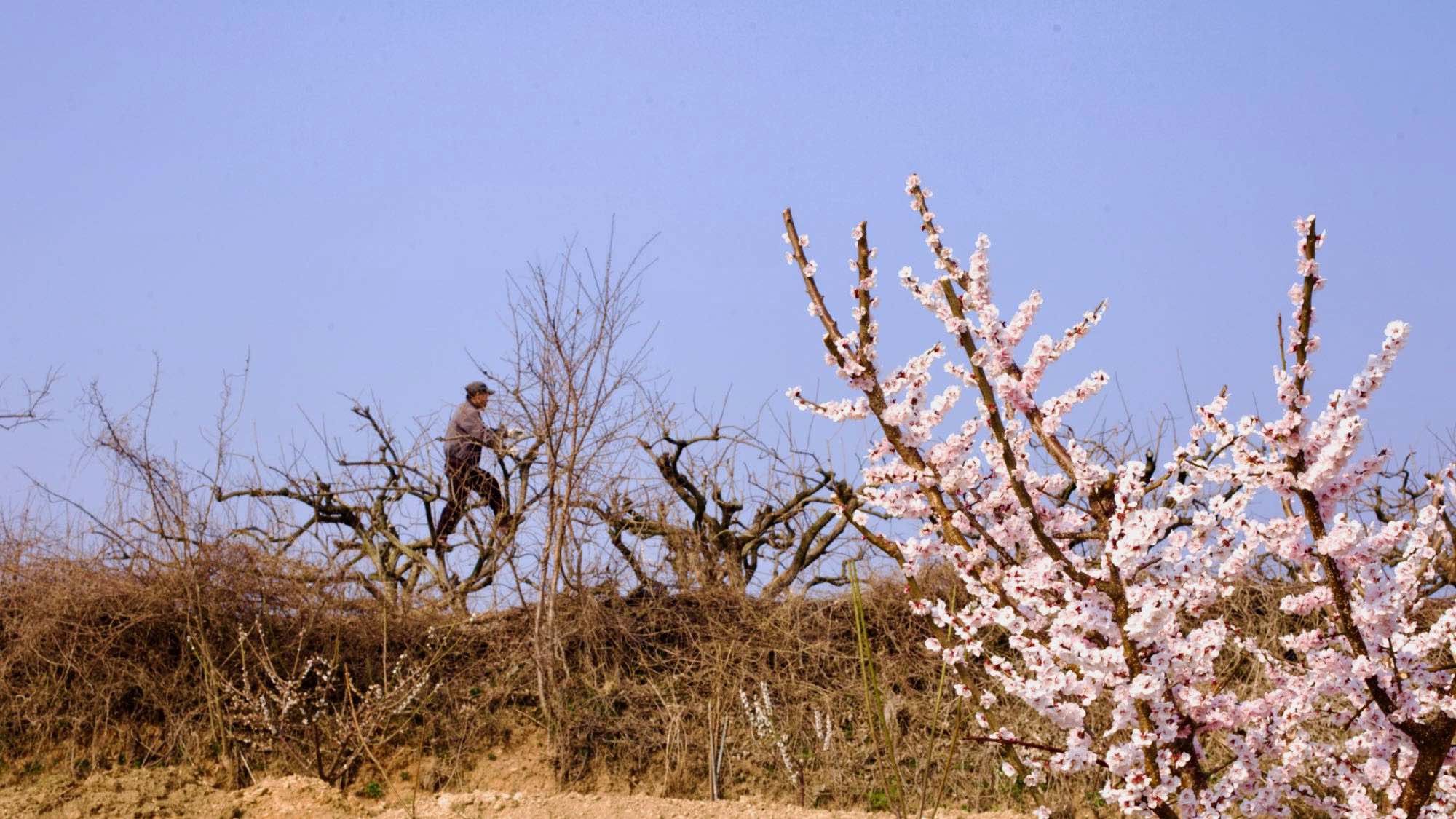 A picture of a farmer tending his crops along the Miryang River in Miryang City on the Nakdonggang Bike Path.