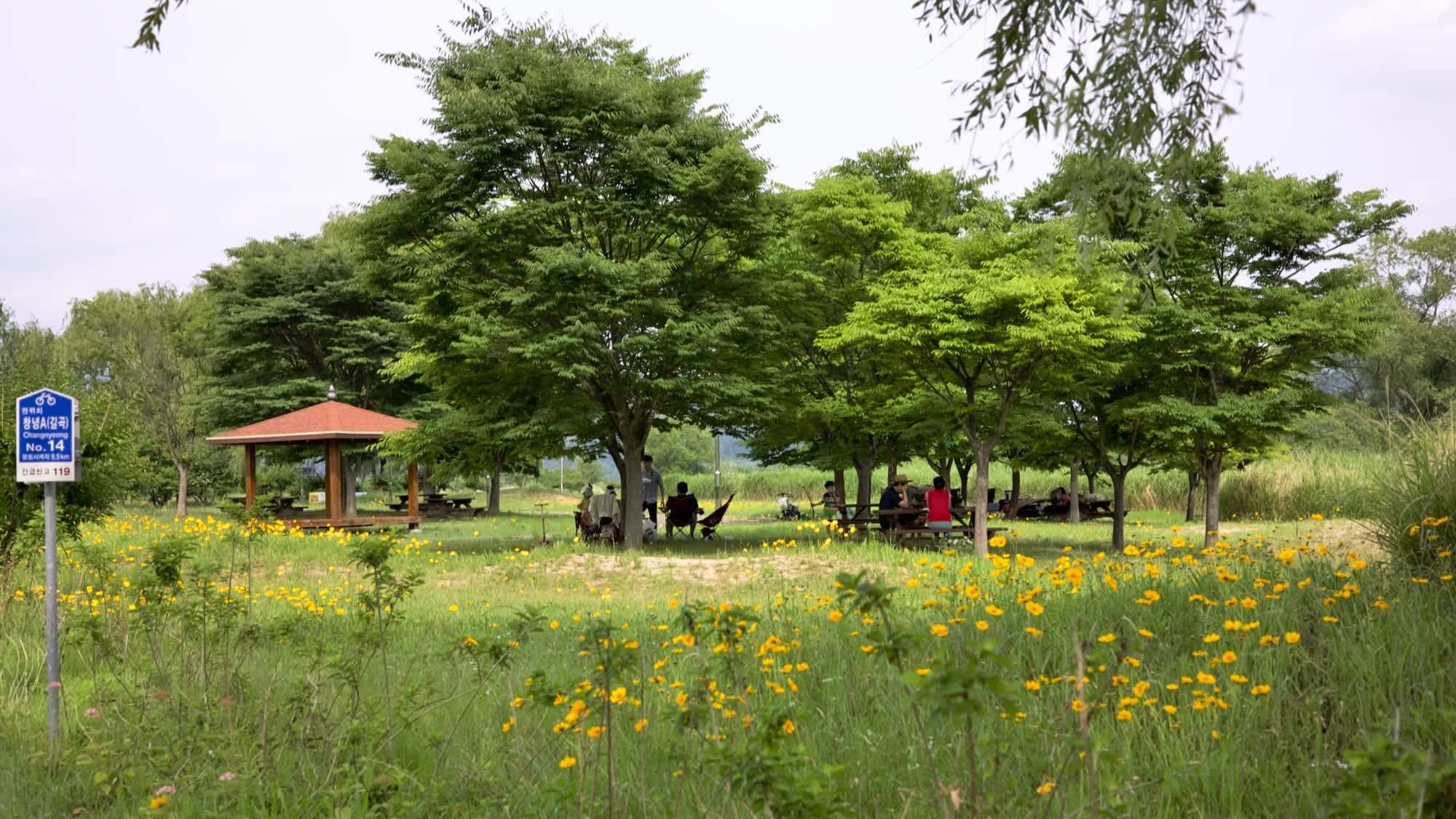 A picture of Gilgok Eco Park (길곡수변생태공원) on the Nakdong River (낙동강) along the Nakdonggang Bike Path (낙동강자전거길).