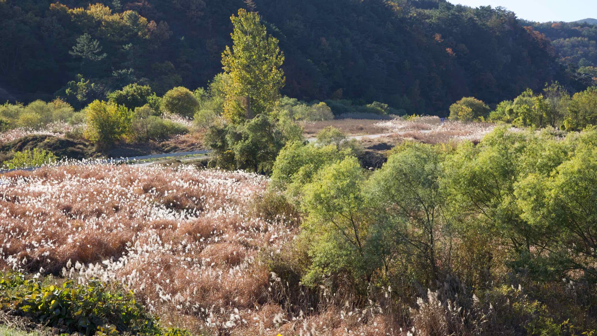 A picture of the greenery beside the Nakdong River in Changnyeong County on the Nakdonggang Bike Path.