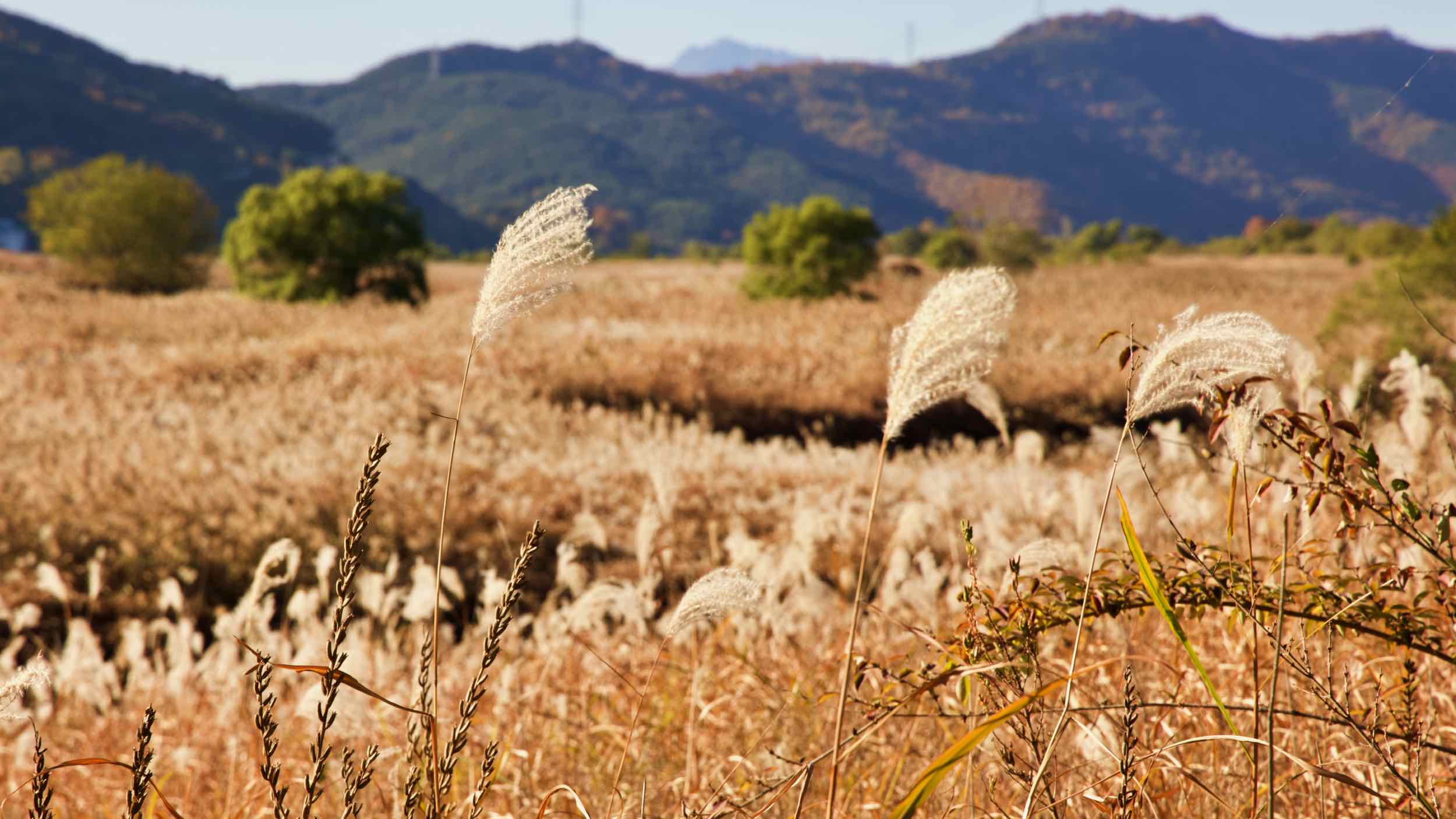 Nakdonggang Bike Path - Daegu Changnyeong - Dalseong County Pathside Reeds