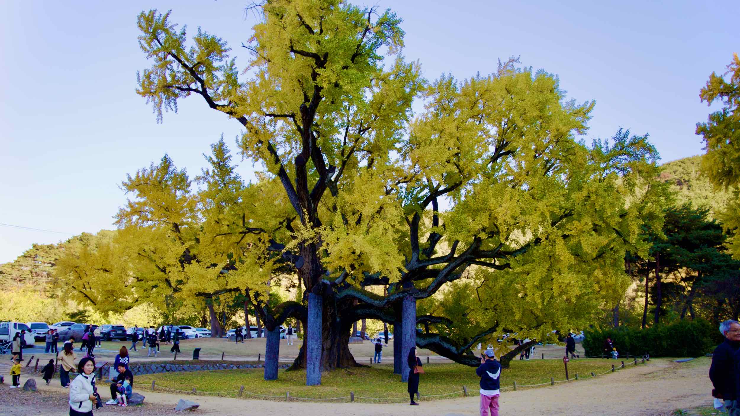A picture of the 400-year-old ginkgo tree (은행나무) in front of Dodong Seowon Confucian Academy (도동서원) in Dalseong County, South Korea.
