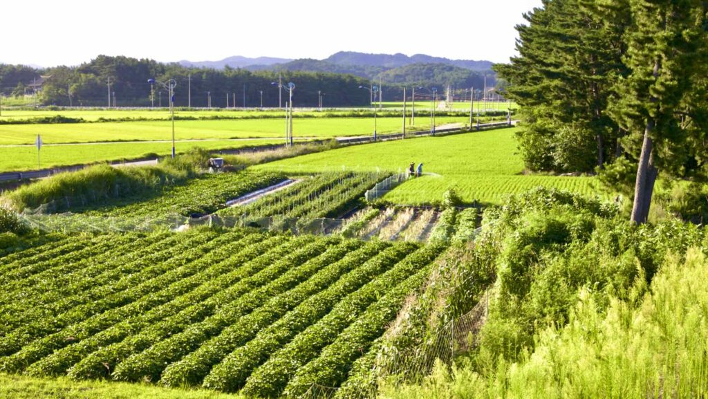 A picture of farm fields near Gusan Port in Uljin County, South Korea.