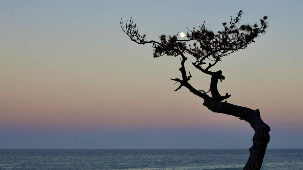 A moon hangs in a tree on Baekseok Beach (백석해변) in Yeongdeok County.