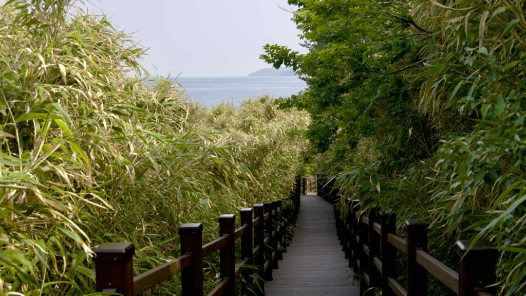 Jukdo Mountain rises 80 meters on the edge of Chukdo Port. Its name, /jūk/ (죽) or “bamboo,” comes from the blanket of bamboo shoots that cover its slopes.