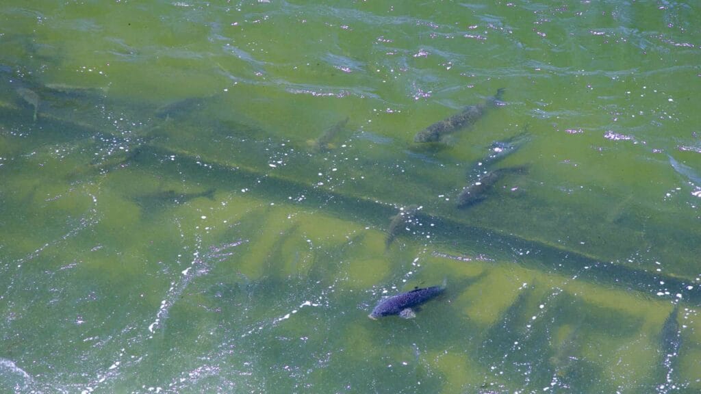 A picture fish in Jungnang Stream (중랑천) in Ichon Hangang Park (이촌한강공원), in Seoul, South Korea.
