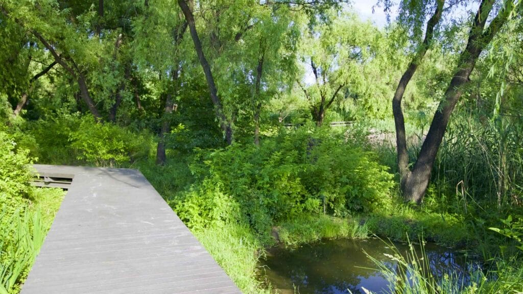 A picture of ecological parks in Nanji Hangang Park (난지한강공원) in Seoul, South Korea.