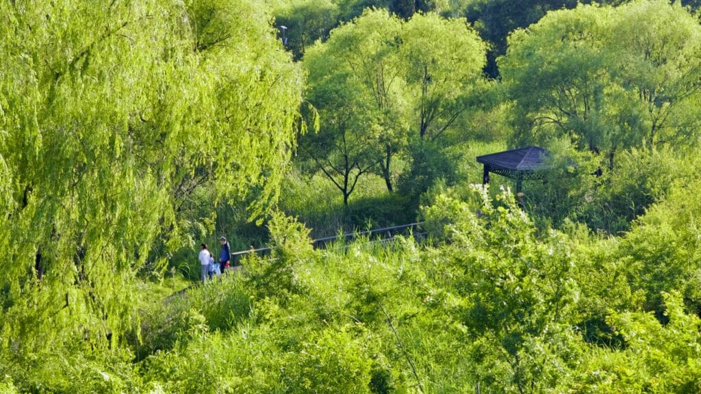 A picture of ecological parks in Nanji Hangang Park (난지한강공원) in Seoul, South Korea.