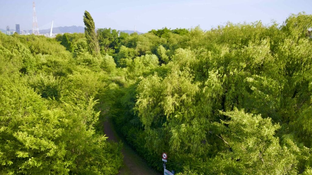 A picture of ecological parks in Nanji Hangang Park (난지한강공원) in Seoul, South Korea.