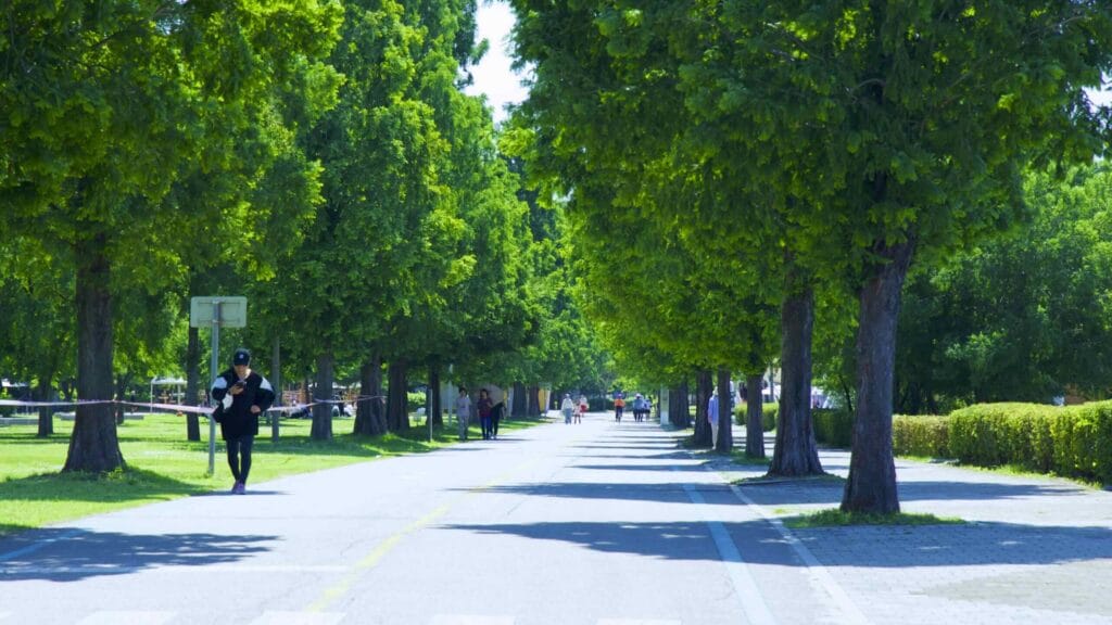 A picture of the tree lined walking paths in Ttukseom Hangang Park (뚝섬한강공원), in Seoul, South Korea.