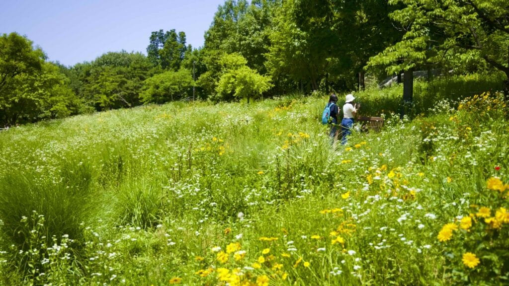 A picture of Seoul Forest (서울숲) near Ttukseom Hangang Park (뚝섬한강공원) in the Seongsu Neighborhood (성수동) in Seoul, South Korea.
