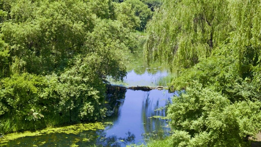 A picture of Seoul Forest (서울숲) near Ttukseom Hangang Park (뚝섬한강공원) in the Seongsu Neighborhood (성수동) in Seoul, South Korea.