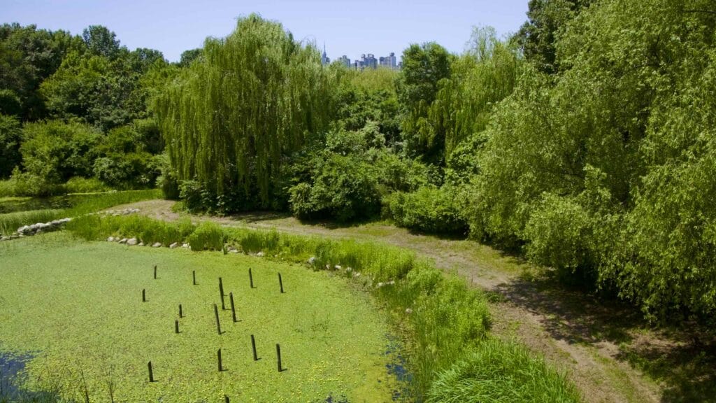 A picture of Seoul Forest (서울숲) near Ttukseom Hangang Park (뚝섬한강공원) in the Seongsu Neighborhood (성수동) in Seoul, South Korea.