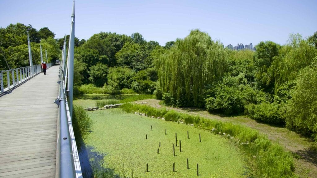 A picture of Seoul Forest (서울숲) near Ttukseom Hangang Park (뚝섬한강공원) in the Seongsu Neighborhood (성수동) in Seoul, South Korea.