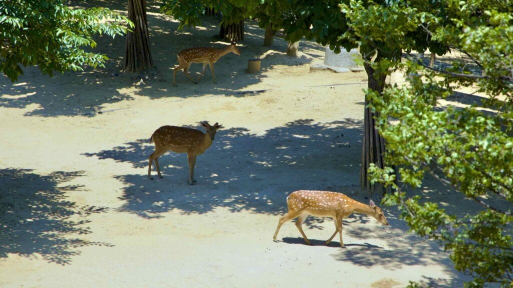 A picture of Seoul Forest (서울숲) near Ttukseom Hangang Park (뚝섬한강공원) in the Seongsu Neighborhood (성수동) in Seoul, South Korea.