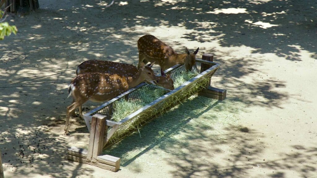 A picture of Seoul Forest Walk Observatory in Seoul Forest (서울숲) near Ttukseom Hangang Park (뚝섬한강공원) in the Seongsu Neighborhood (성수동) in Seoul, South Korea.