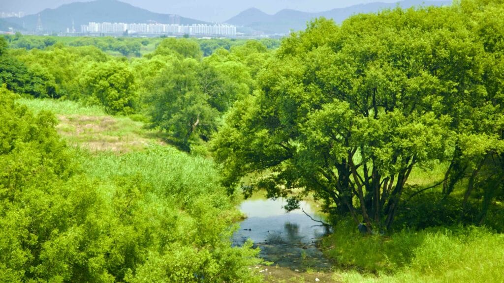 A picture of Nakdonggang Bicycle Path (낙동강자전거길) along Nakdong River in Dalseong County, South Korea.