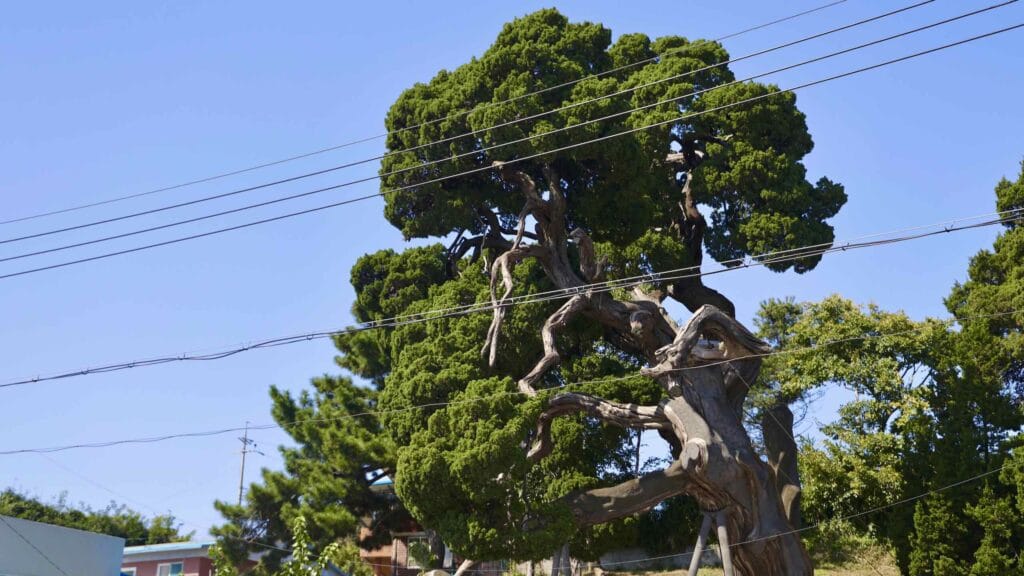 A picture of Hujeong Village Juniper (후정리 향나무) in Jukbyeon Port (죽변항) along the Gyeongbuk (East Coast) Bicycle Path (동해안자전거길 (경북)) in Uljin County (울진군), South Korea.